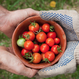 Fresh Raw Food Tomatoes